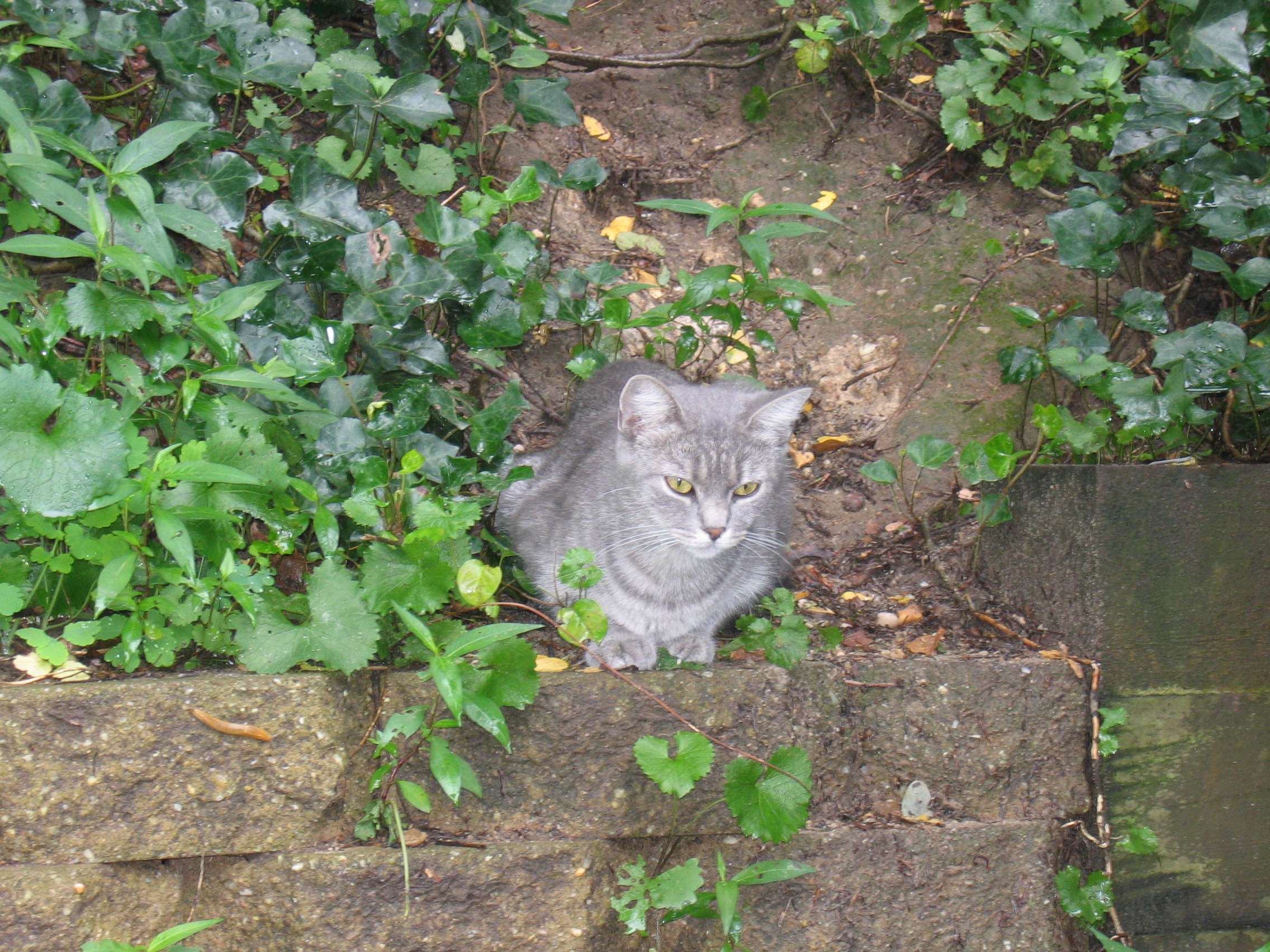 cat014.jpg